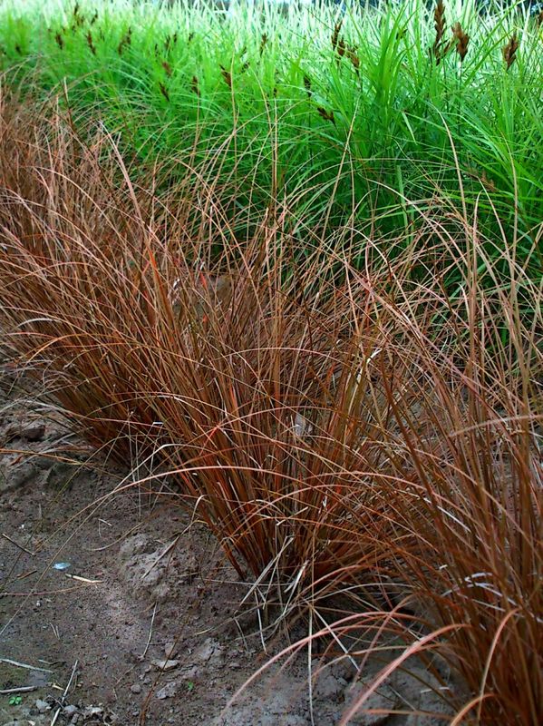 Carex comans ‘Kupferflamme’