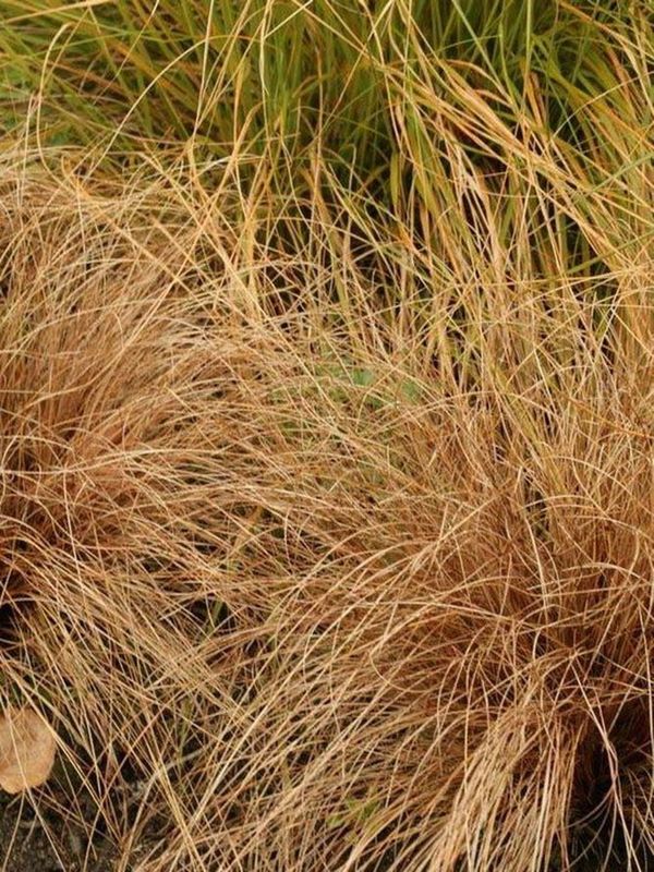 Carex comans ‘Bronze’