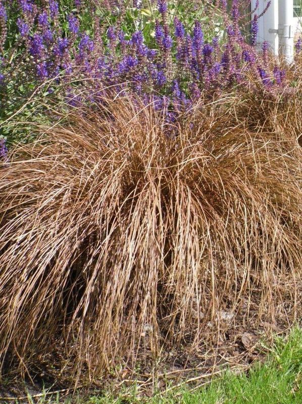 Carex comans ‘Bronco’
