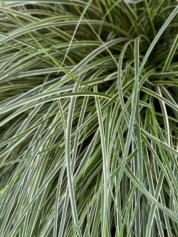 Carex conica ‘Snowline’