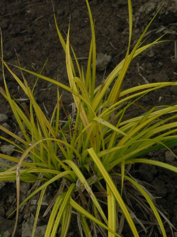 Carex elata ‘Aurea’
