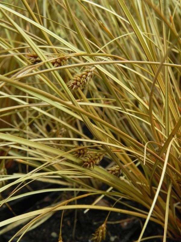 Carex flagellifera