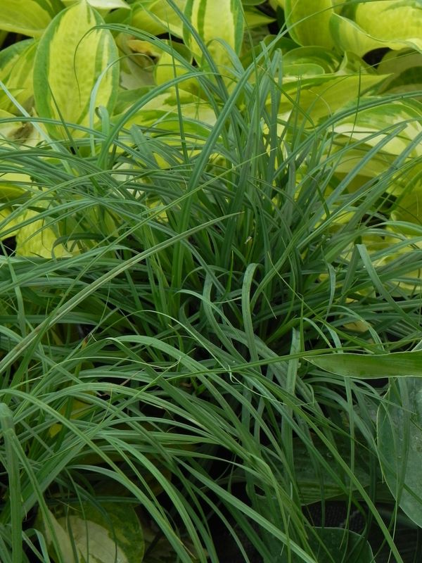 Carex flagellifera ‘Blue Zinger’
