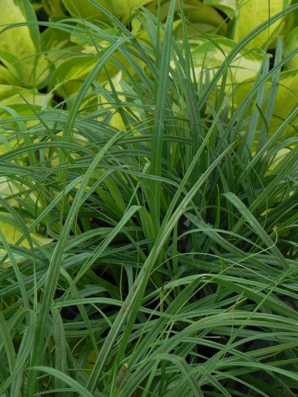Carex flagellifera ‘Blue Zinger’