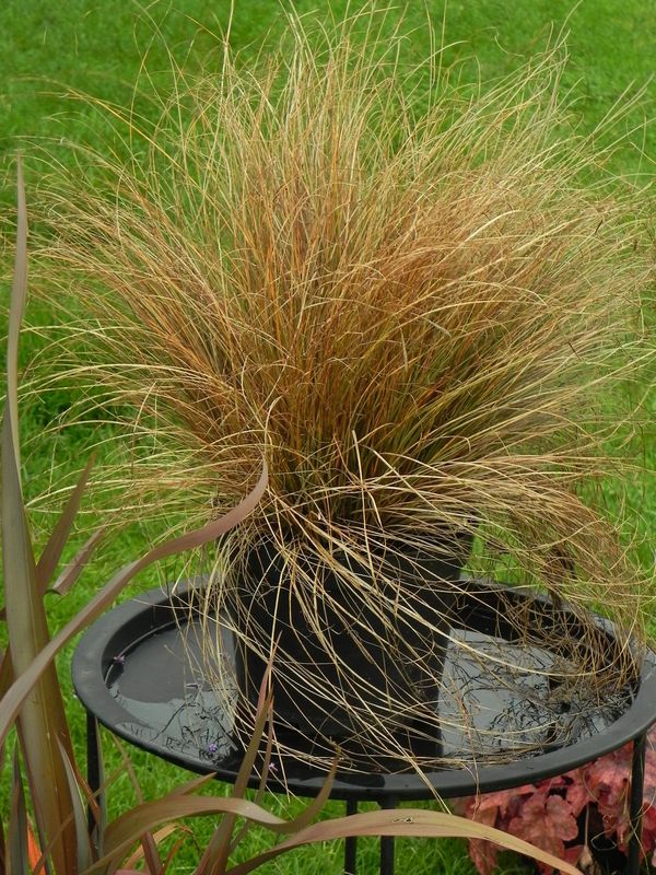 Carex flagellifera ‘Bronzita’
