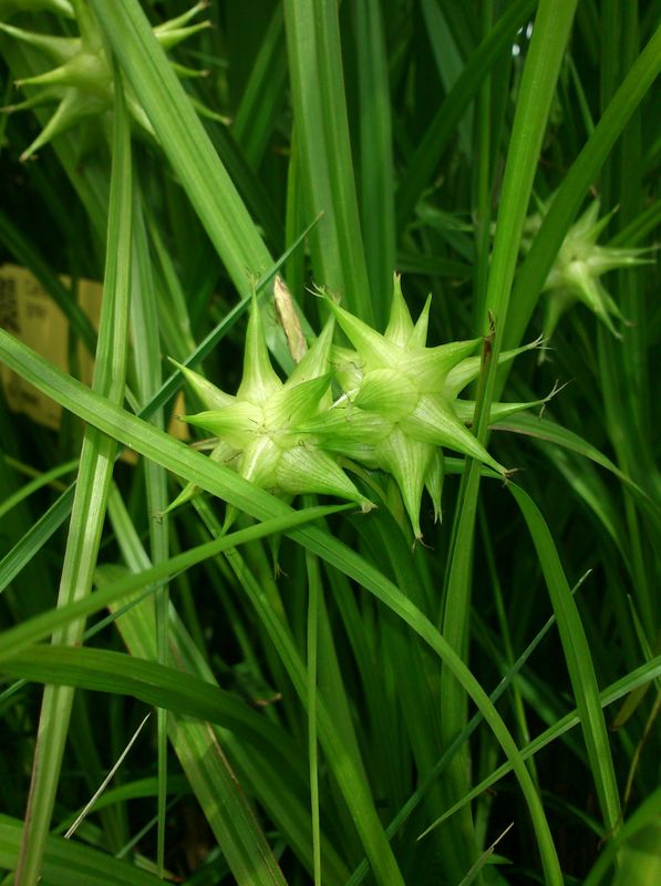 Carex grayi