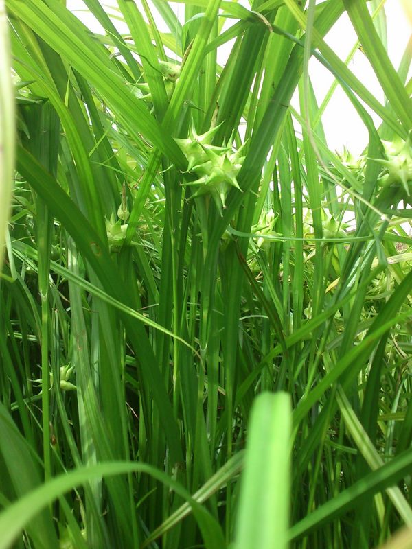 Carex grayi