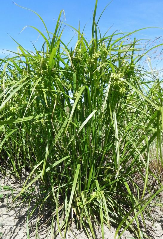 Carex grayi
