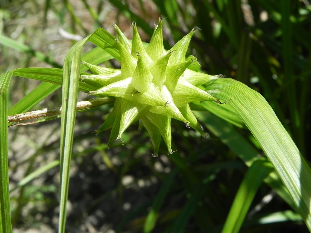 Carex grayi