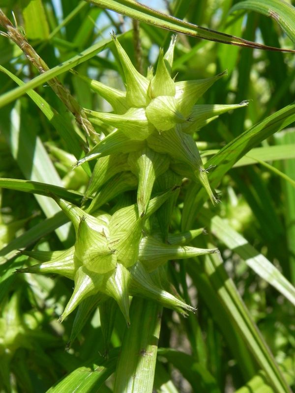 Carex grayi