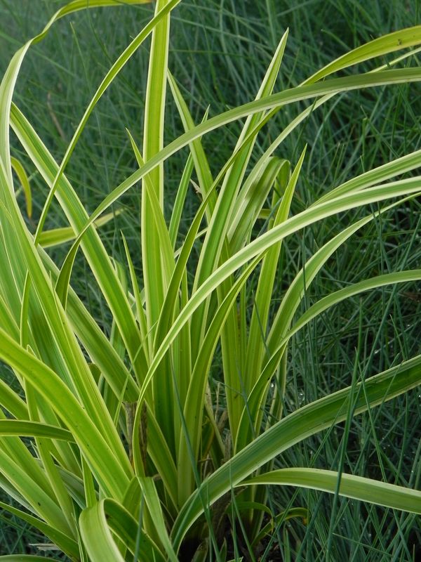 Carex morrowii ‘Ice Dance’
