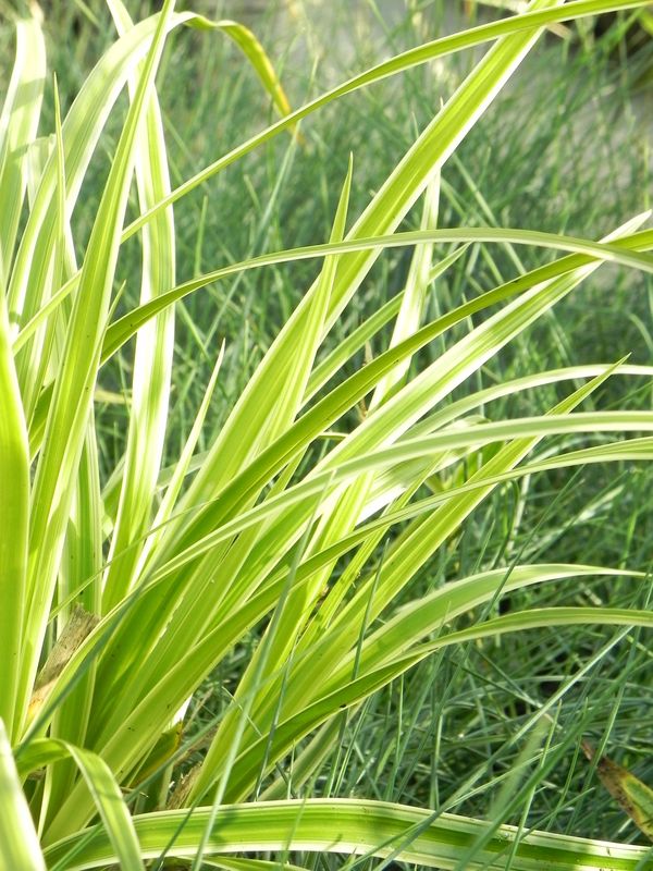 Carex morrowii ‘Ice Dance’