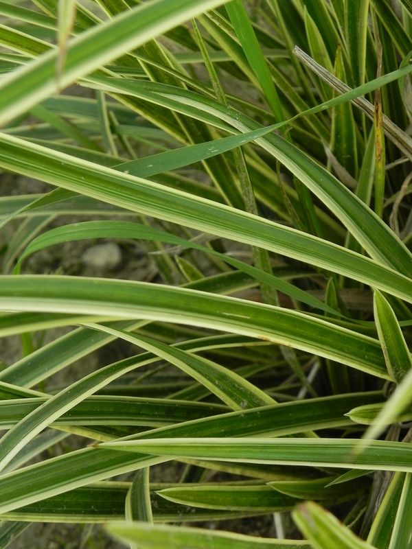 Carex morrowii ‘Ice Dance’