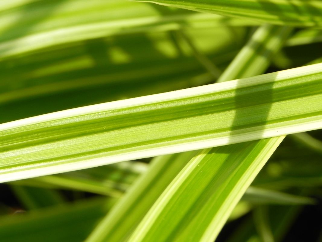Carex morrowii ‘Ice Dance’