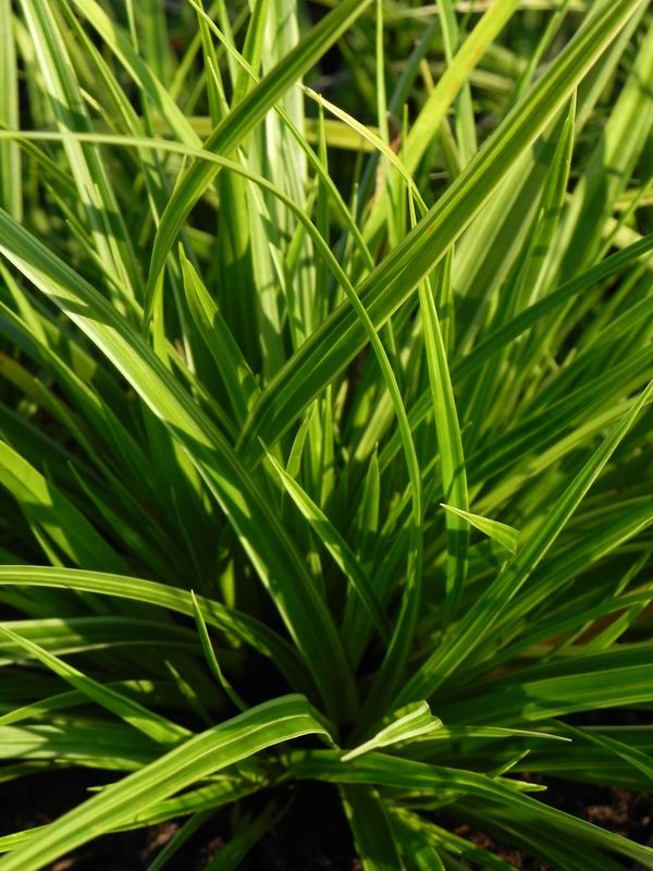 Carex morrowii ‘Variegata’