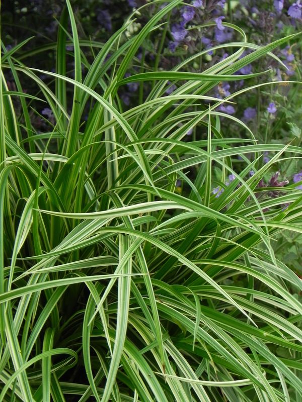 Carex morrowii ‘Silver Sceptre’