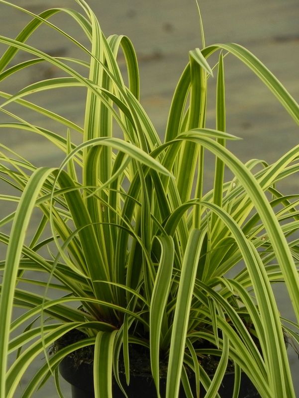 Carex morrowii ‘Vanilla Ice’