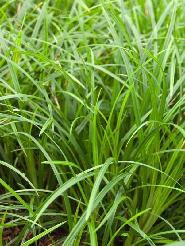 Carex morrowii ‘Irish Green’
