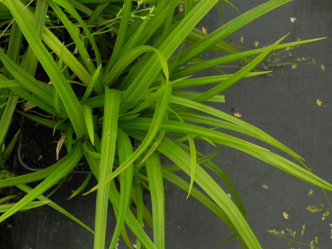 Carex morrowii ‘Irish Green’