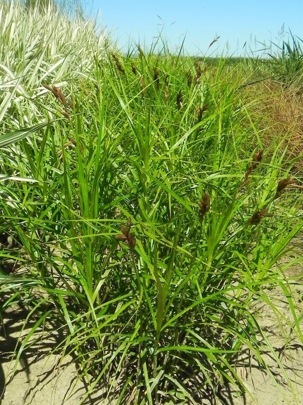 Carex muskingumensis
