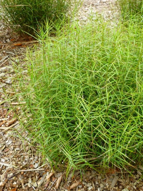 Carex muskingumensis ‘Little Midge’