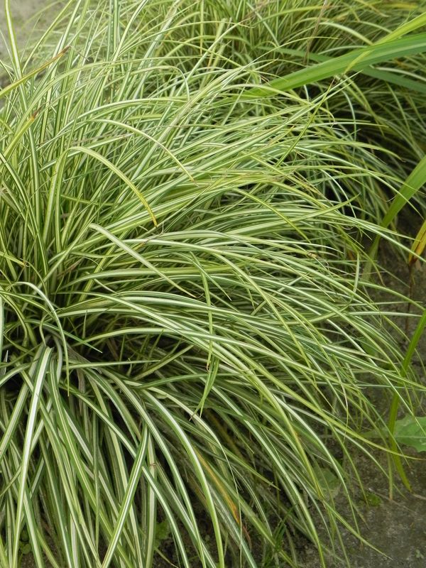 Carex ornithopoda ‘Variegata’