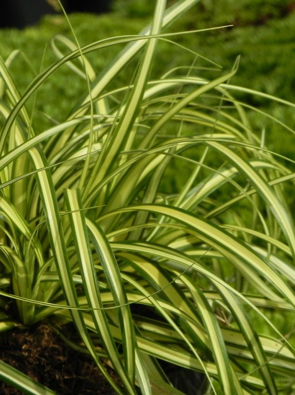Carex oshimensis ‘Evergold’