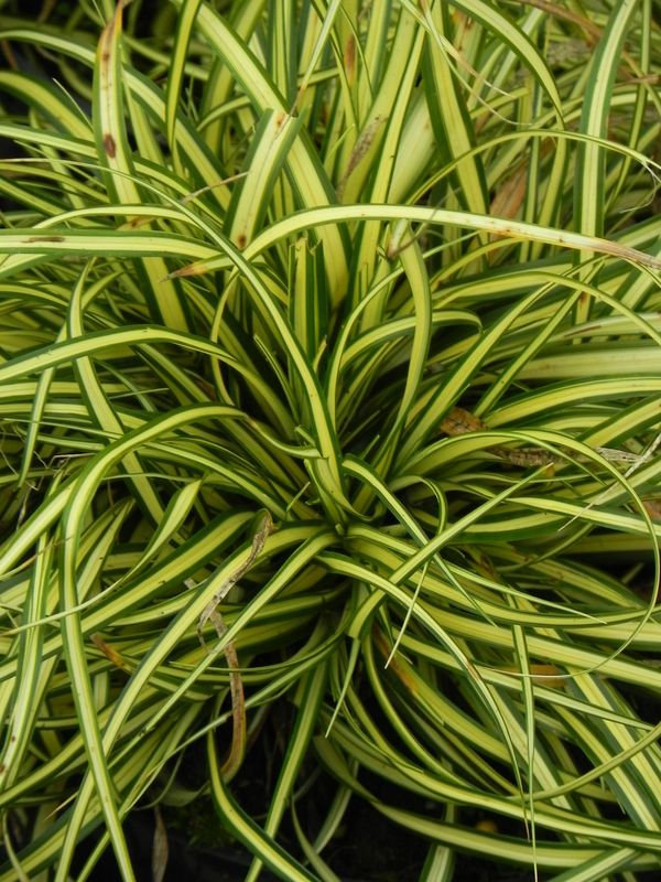 Carex oshimensis ‘Maxigold’