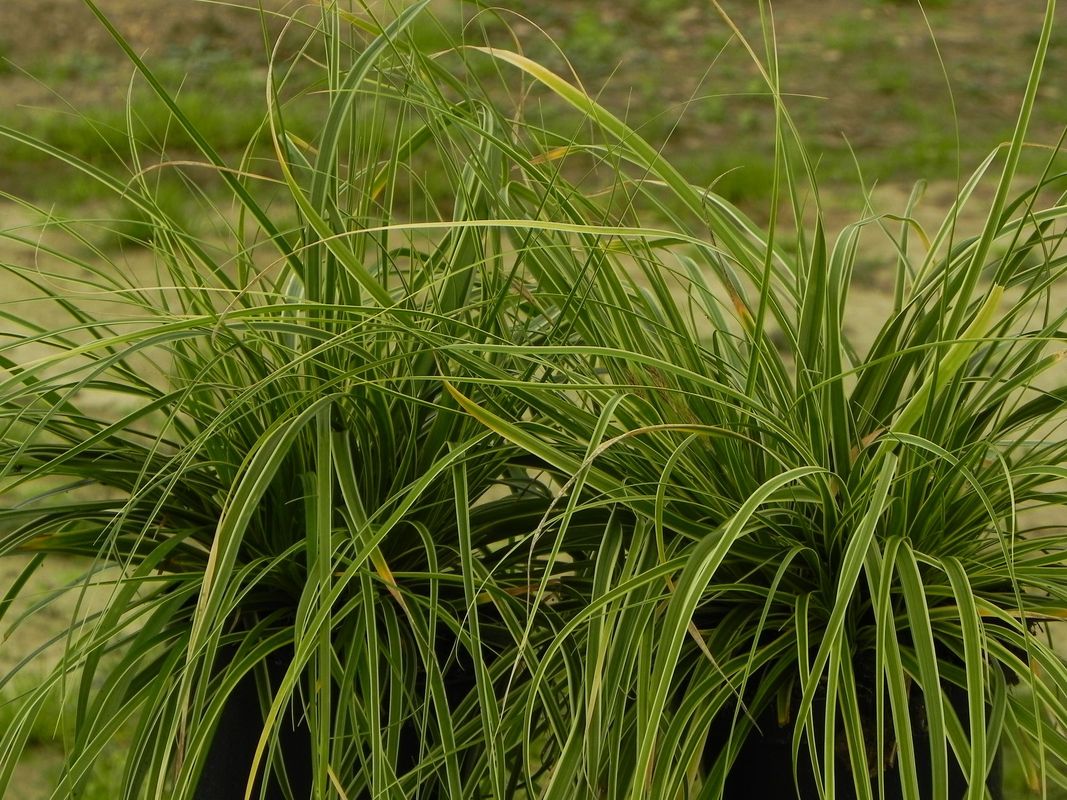 Carex oshimensis ‘Golwell’