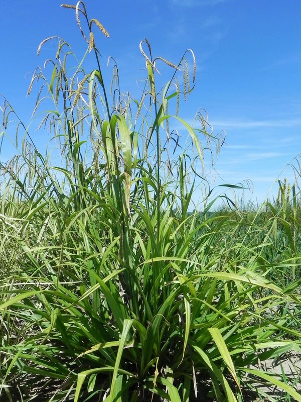 Carex pendula