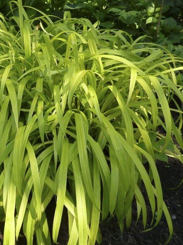 Carex siderosticha ‘Lemon Zest`’