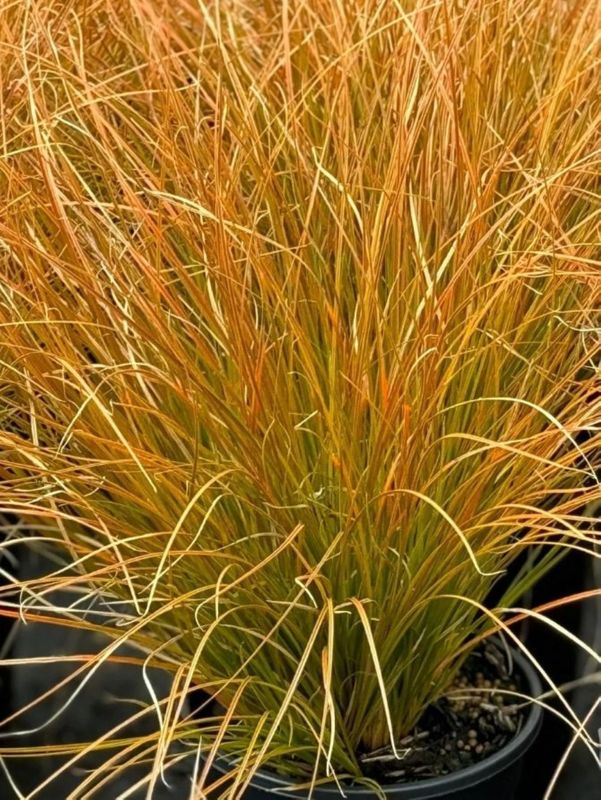Carex testacea ‘Prairie Fire’