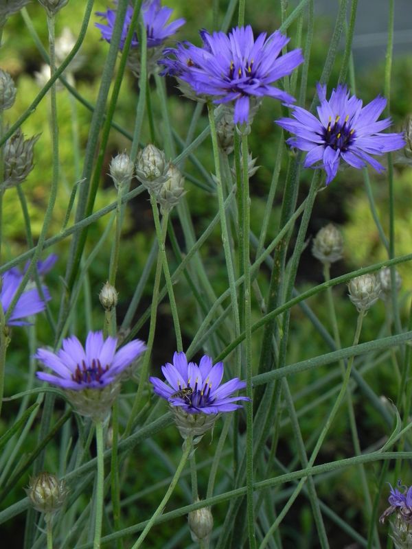 Catananche caerulea