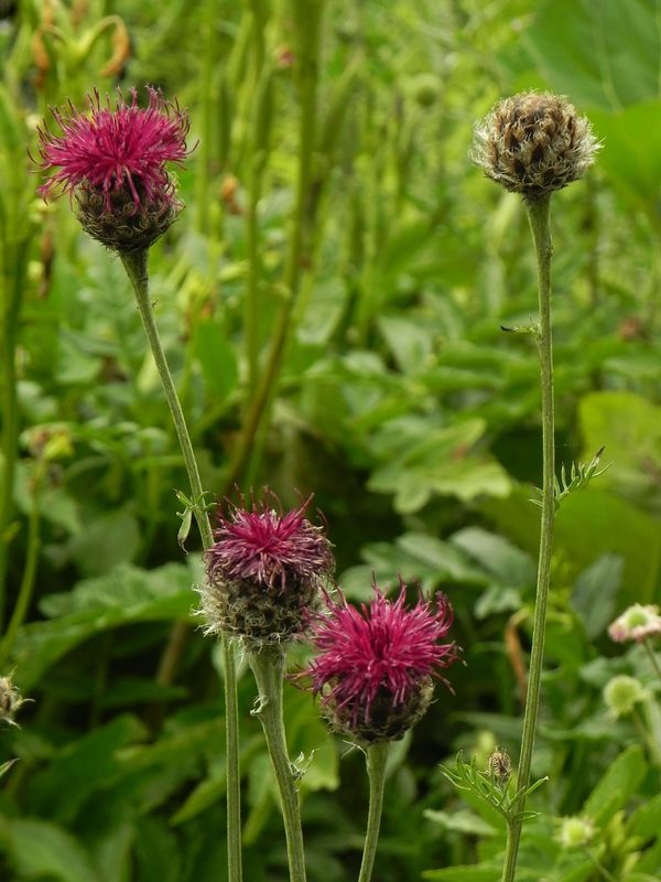 Centaurea atropurpurea