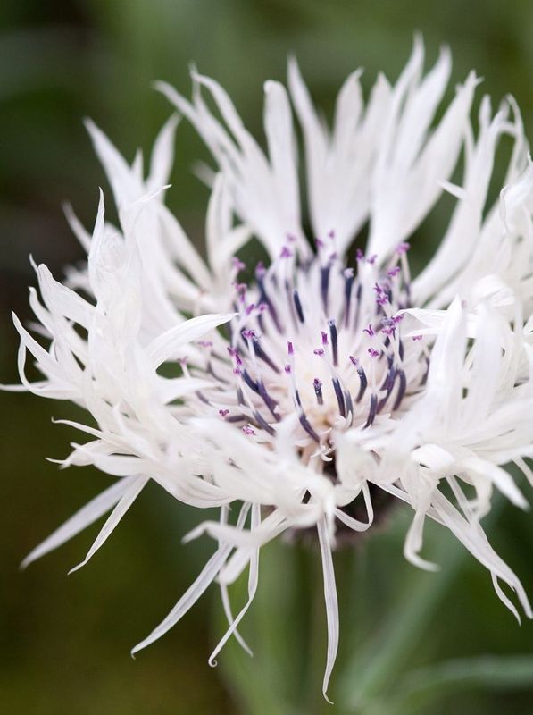 Centaurea cheiranthifolia