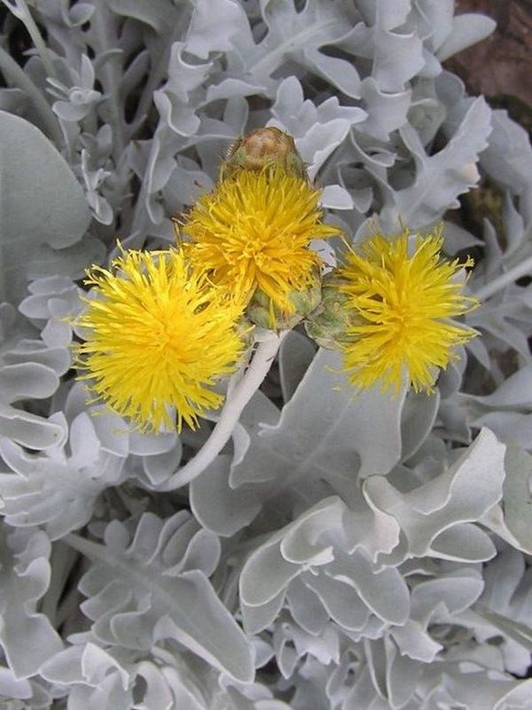 Centaurea cineraria