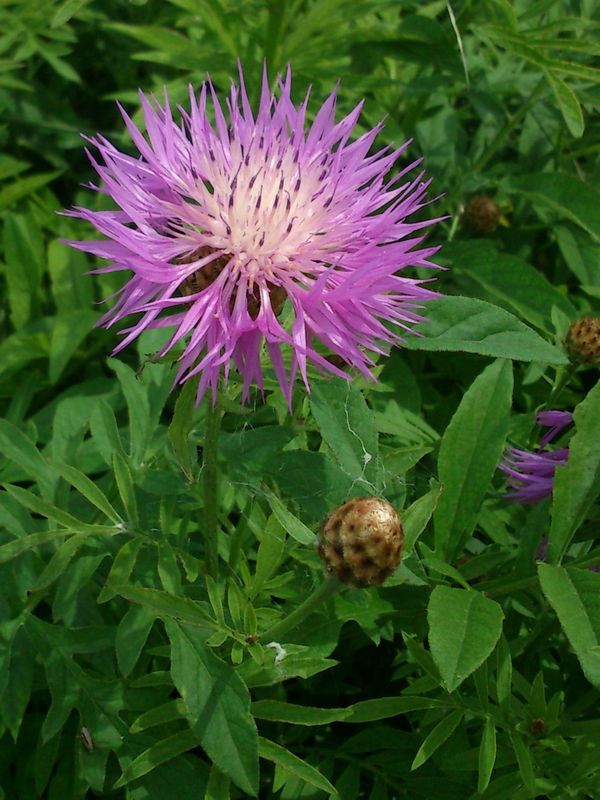 Centaurea dealbata