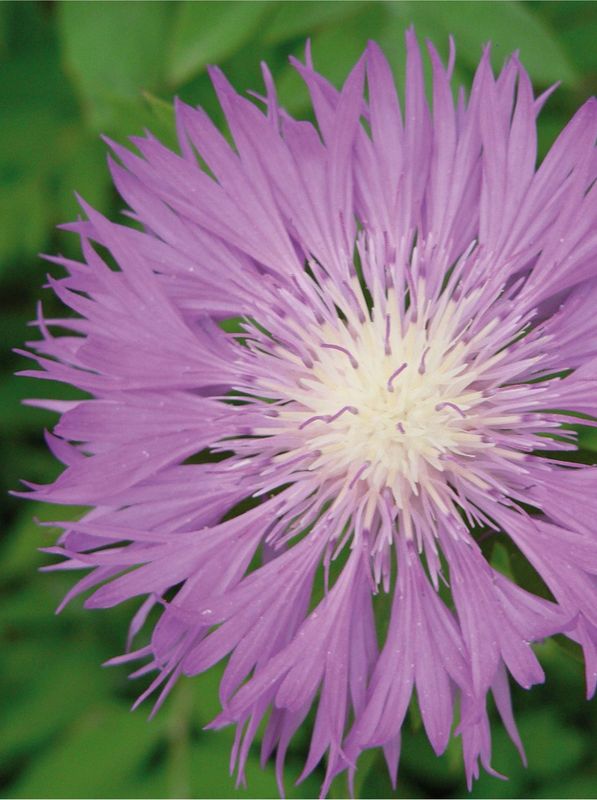 Centaurea dealbata ‘Bright Rose’