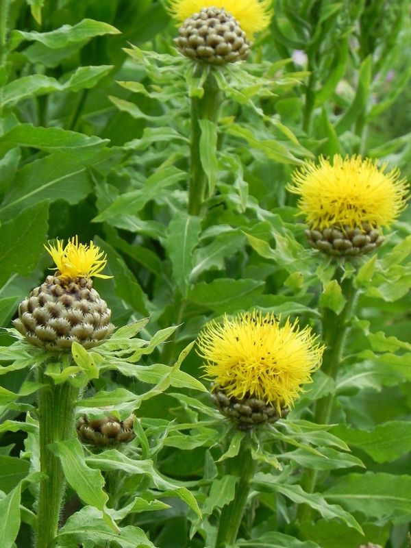 Centaurea macrocephala