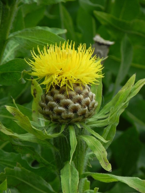 Centaurea macrocephala ‘Deep Yellow’