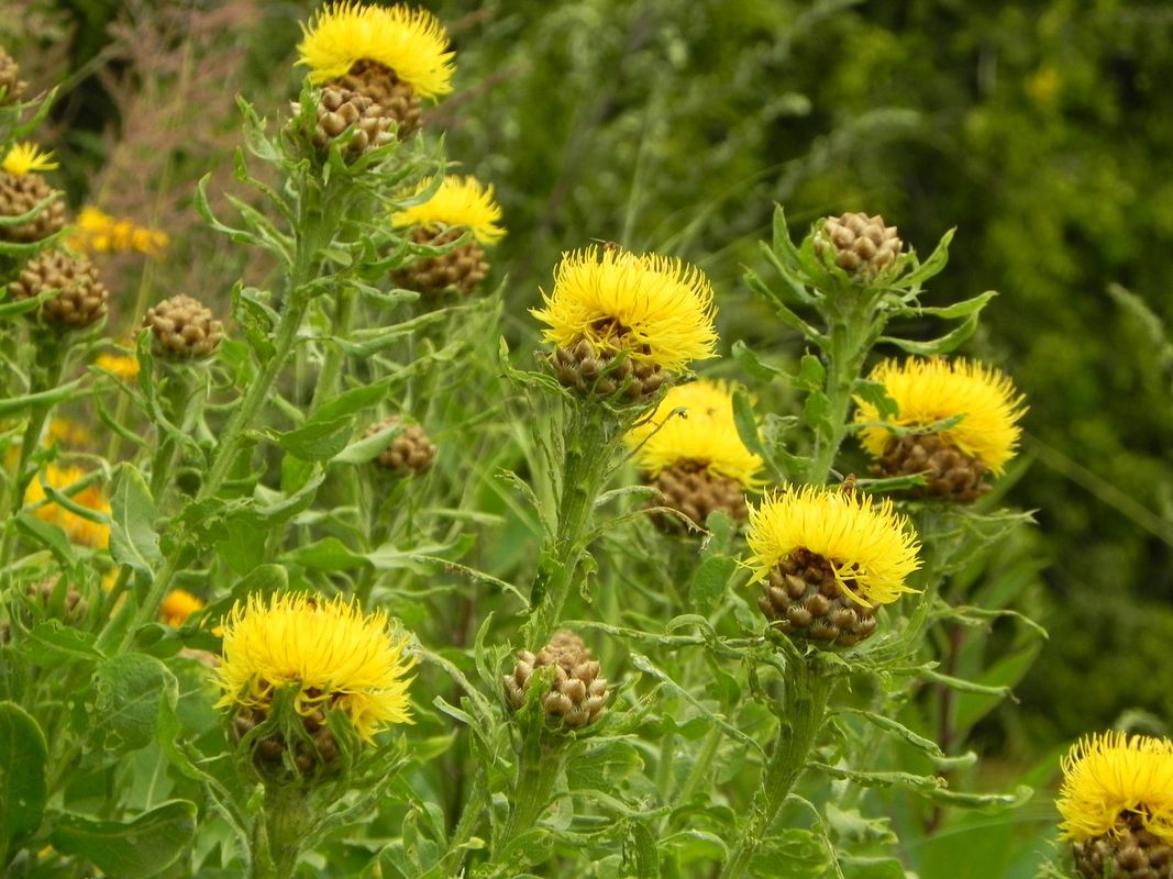 Centaurea macrocephala ‘Deep Yellow’