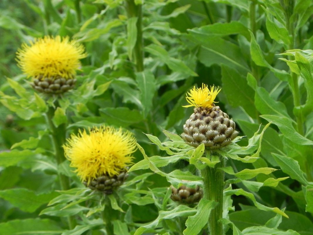 Centaurea macrocephala ‘Deep Yellow’