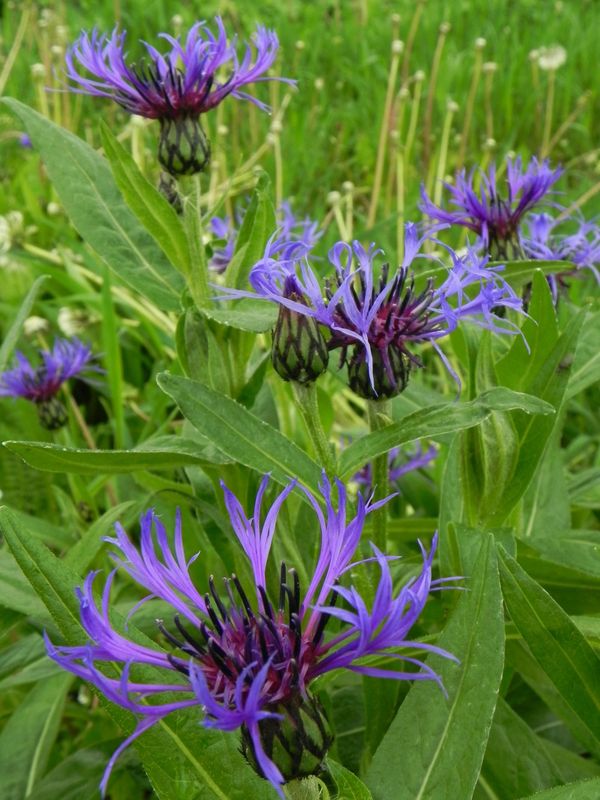 Centaurea montana
