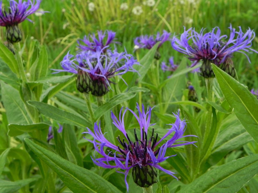 Centaurea montana