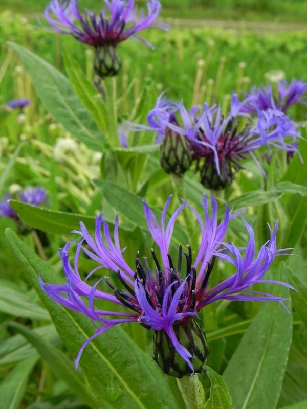 Centaurea montana