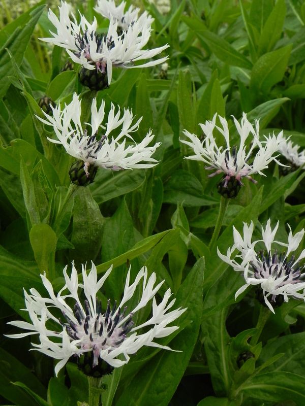 Centaurea montana ‘Alba’