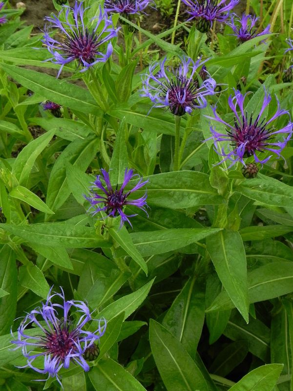 Centaurea montana ‘Blue’