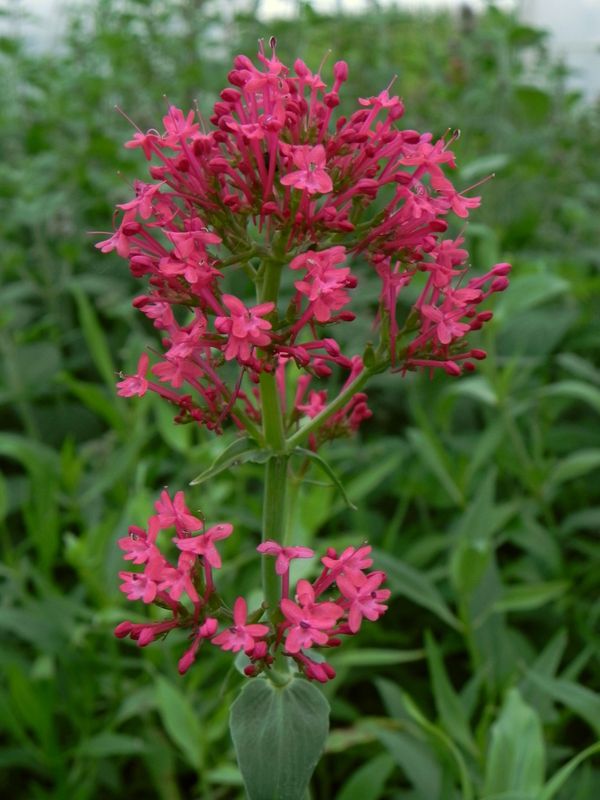Centranthus ruber var. coccineus ‘Rosenrot’