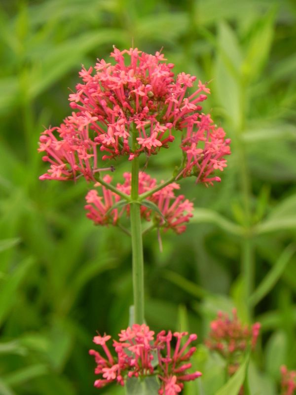 Centranthus ruber ‘Coccineus’