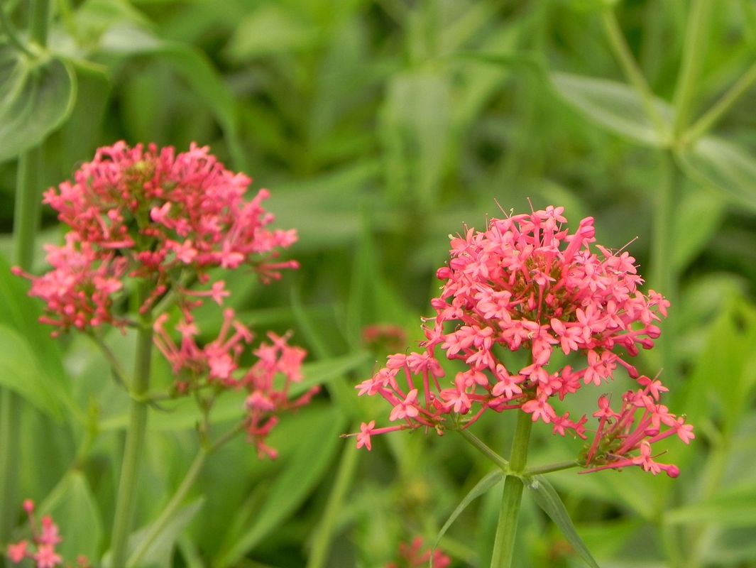 Centranthus ruber ‘Coccineus’